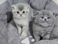 55 günlük British Longhair safkan Acil sahiplendirilecektir