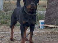 Alman dişi 50 günlük rottweiler