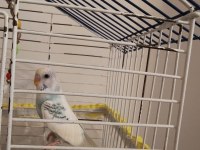 Ele Alışkın Bebek Muhabbet Kuşu Evinize Maskot