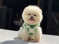 SAĞLIK VE IRK GARANTİLİ POMERANİAN KÖPEĞİ