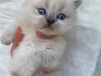 PRENS VE PRENSESLER A KALİTE BRİTİSH