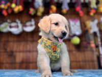 Her Eve Uygun Golden Retriever Bebekler