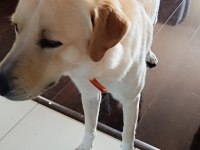 Köpeğimiz Yeni Aile olmak ister misiniz