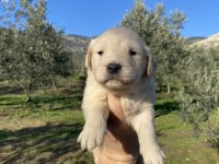 İlk garantili golden retriever yavrularımız