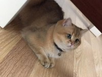 Golden british shorthair oğlumuza yuva arıyoruz