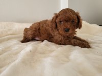 Toy Poodle Yavru Erkek