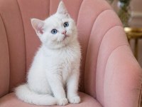 Bir birinden güzel british shorthair yavrular