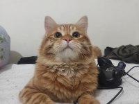Kedimi üzülerek sahiplendiriyorum
