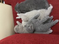 Scottish fold yavru kedimiz