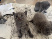 British Short Hair anne babası bize ait 1 aylık yavrular
