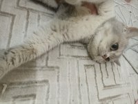 Mavi british shorthair kızımız sahiplendirilecektir