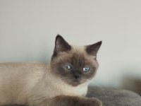 British shorthair blue point dişi 1 yaşında