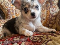 Nadir Bulunan Merle Chihuahua Dişi Yavrular