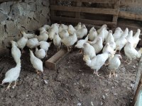Meraklısına ligorin