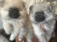 Pomeranian Boo Yavrular Irk Sağlık Garantili