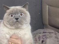 British Shorthair Kedimiz Prenses Paris