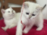 Nadir olan beyaz mavi gözlü british shorthair yavrular