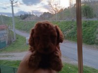 Aaa kalite teacup red brown poodle