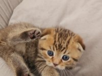 Maviş Scottish Fold Yavrular