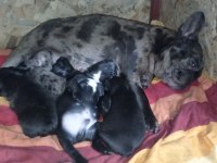 French bulldog kara kuzularım yeni yuvalarına uçmaya hazır