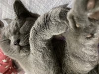 British shorthair ilanı