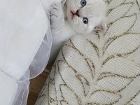 Scottish Fold Kedimiz