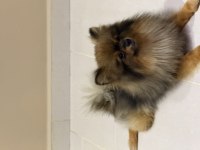 Pomeranian köpeğimiz leo
