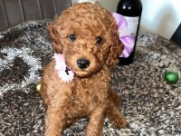 Toy Poodle 15 aylık yavrular