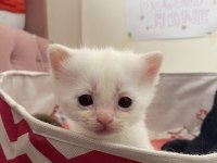 Safkan british shorthair dişi yavru yeni yuvasını arıyor