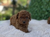 Birbirinden güzel üst kalite toy poodle bebekler
