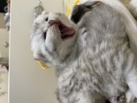 A kalitede Scottish fold yavrular