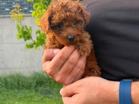 Kilo Garantili Kore Kan Red Brown Toy Poodle yavrular