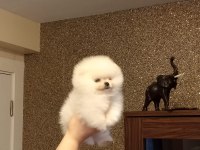 3 aylık dişi orijinal pomeranian boo