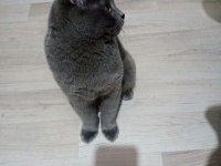Saf ırk british shorthair 6 aylık