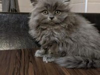 2 aylık british longhair