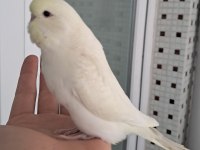 MUTASYON RENK GÜZELİ MUHABBET KUŞU YAVRULAR