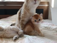 Golden baby british shorthair