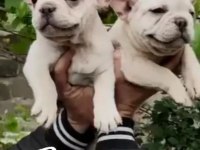 Dişi ve erkek her renkte mevcut french bulldog yavrularım