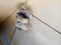 Orjinal hollanda teddy lop tavşan her ile gönderim