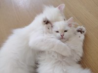 Kar Beyazı British Longhair Yavrular