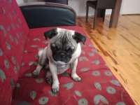 inanın çok seveceksiniz pug