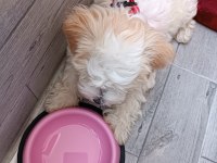 Yavru Dişi Maltese Terrier