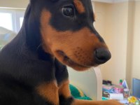 aşıları yapılmış doberman