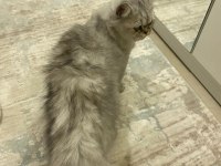 1 Yaşında Exotic British Longhair oğlumuz
