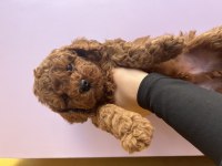 Erkek poodle bebeğimiz (ev doğumu)