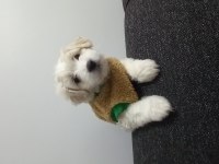Maltese terrier iki aylık