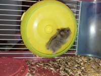Son yavru gonzales hamster