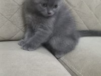 British shorthair kedimize yeni yuva aranıyor