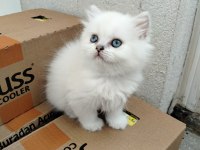 Mavi boncuk british longhair