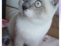 Scottish Fold 10 Aylık